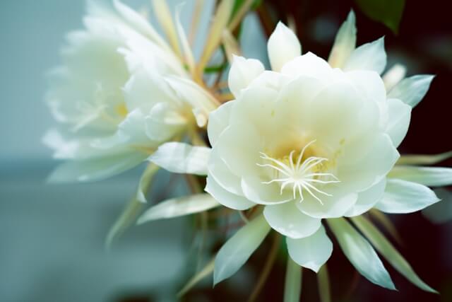 月下美人の花が咲かない原因とは?対処法やおすすめの肥料を紹介