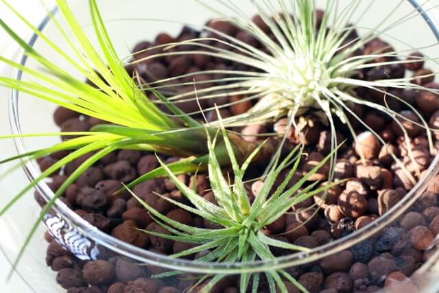 ハイドロカルチャーに向いている植物|特徴からおすすめ品種までを紹介