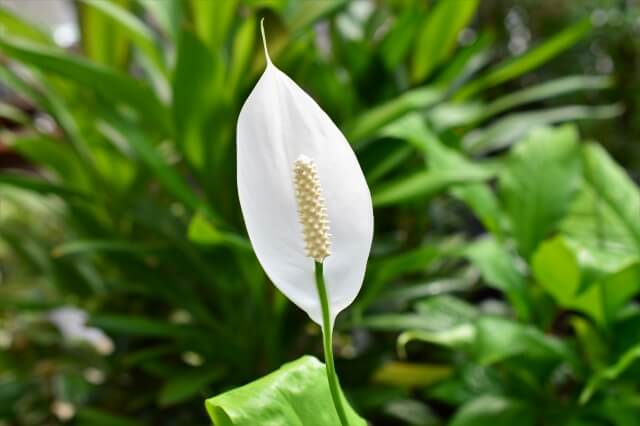 スパティフィラムは風水的にどんな効果がある?置き方や方角まで徹底解説