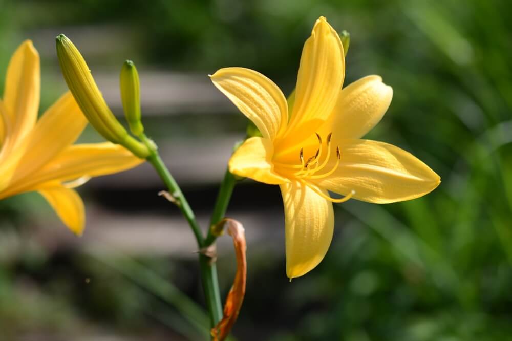 ニッコウキスゲの花言葉とは?花言葉の由来や贈り物のシーンを紹介