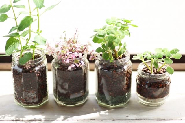 ハイドロカルチャーの植え替え完全ガイド|時期・道具・手順と向く植物まで徹底解説