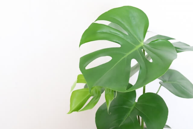 モンステラの植え替え方法!失敗しない時期やその後のケアまで解説