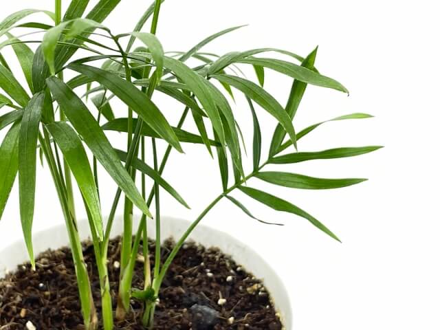 テーブル椰子5年もの テーブル椰子5年もの テーブルヤシ 【観葉植物 5号／1個売り