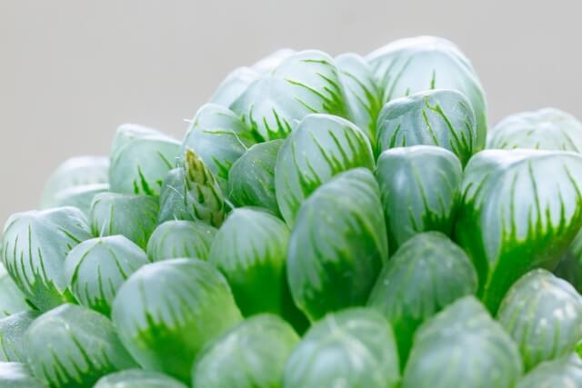 ハオルチアの花が咲いたらどうする?開花時期や伸びすぎた時の対処法まで
