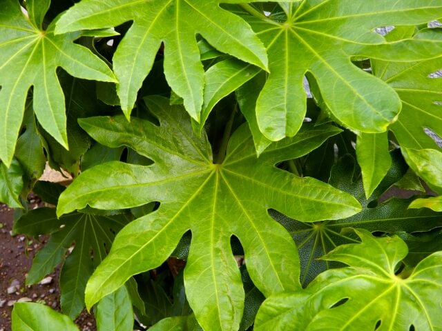 ヤツデに毒性はあるの?特徴から注意したい置き方まで徹底解説!