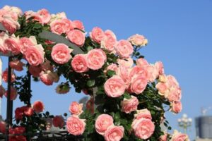 バラに白い粉がついていたらうどんこ病かも?原因や防除を徹底解説