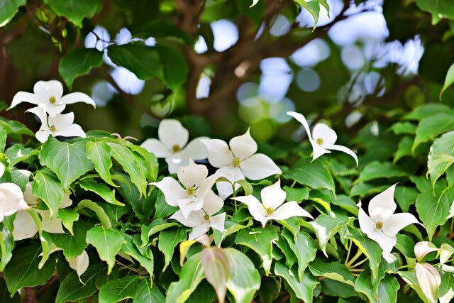 ヤマボウシの花が咲かない時はどうする?原因から正しい育て方まで