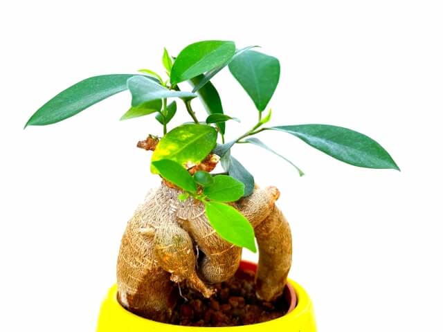 ガジュマル観葉植物 太い幹 緑色の葉 ガジュマルはどこまで大きくなる