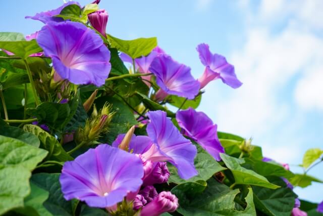 朝顔を庭に植えてはいけない理由とは?繁殖力の猛威からお手入れまで解説