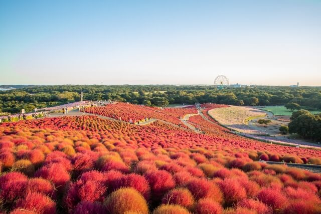 コキアを楽しむなら国営ひたち海浜公園がおすすめ!見頃や楽しみ方を紹介