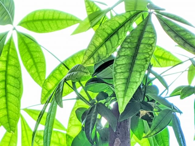 パキラの植え替えは土が重要!植え替え方法やおすすめの土を紹介