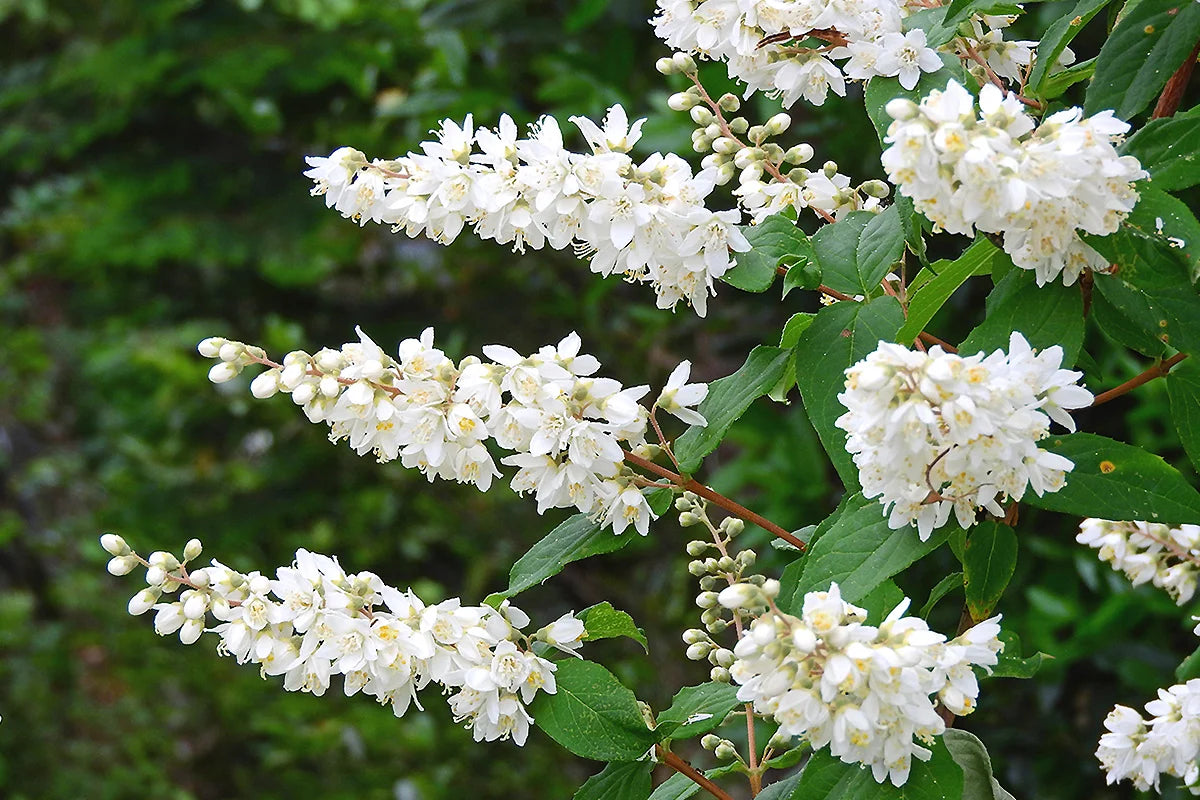 ウツギの花言葉とは?由来や贈り物のシーン、体験談を徹底紹介!