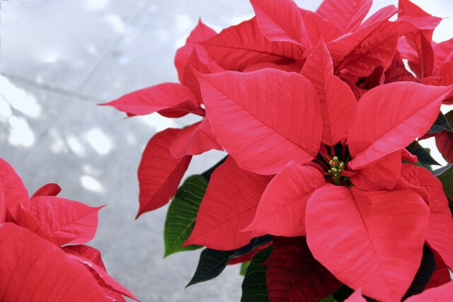 ポインセチアの植え替えは簡単!方法からその後のケアのコツまで解説