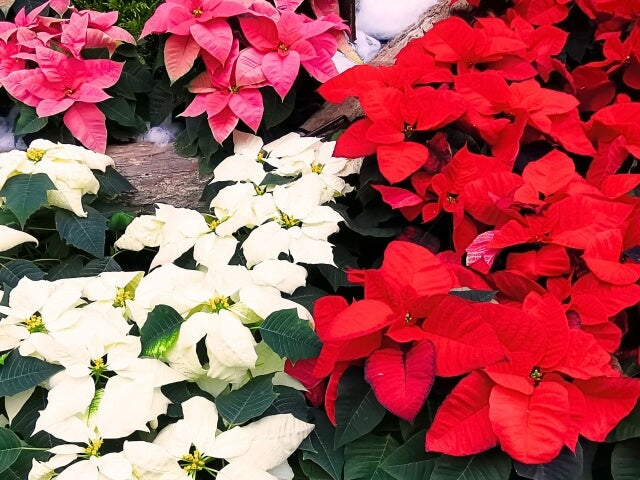 ポインセチアの葉が落ちる原因とは?枯れた後の対処法まで解説