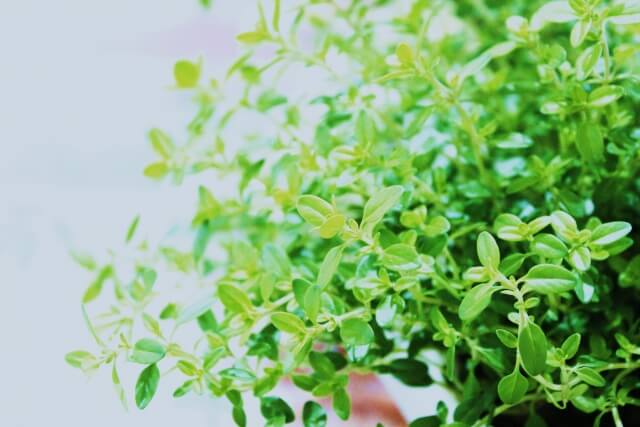グランドカバーになるおすすめのハーブを紹介!メリットや植え方まで
