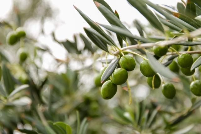 オリーブの木 古木オリーブ 盆栽 ポップ オリーブの木 古木 極太 植物