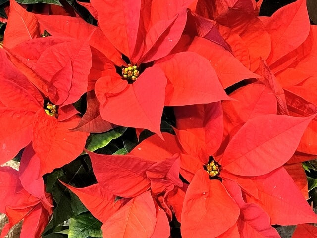 ポインセチアを挿し木で増やそう!適した時期から注意点まで解説