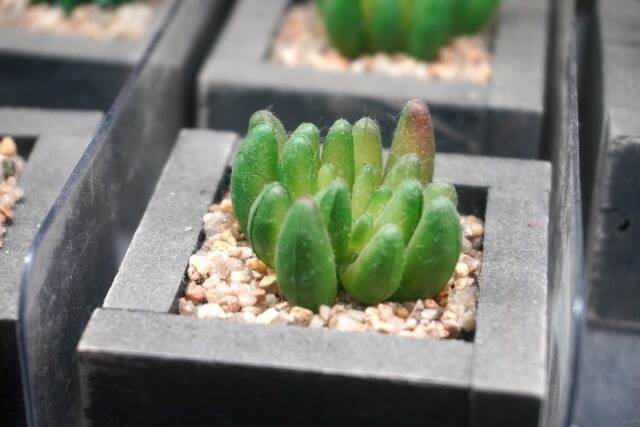 サボテンは種まきで育つの?適した時期から発芽後の管理まで解説!