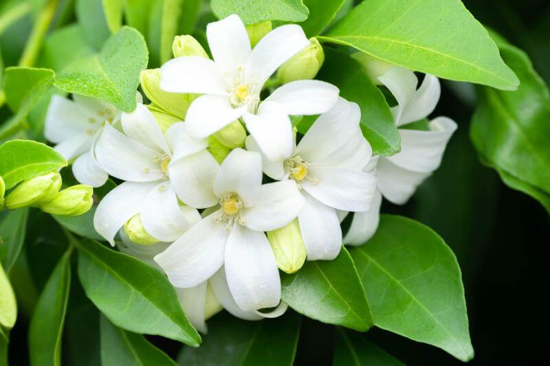ゲッキツの花言葉とは?花言葉の由来から魅力、ケア方法を紹介!