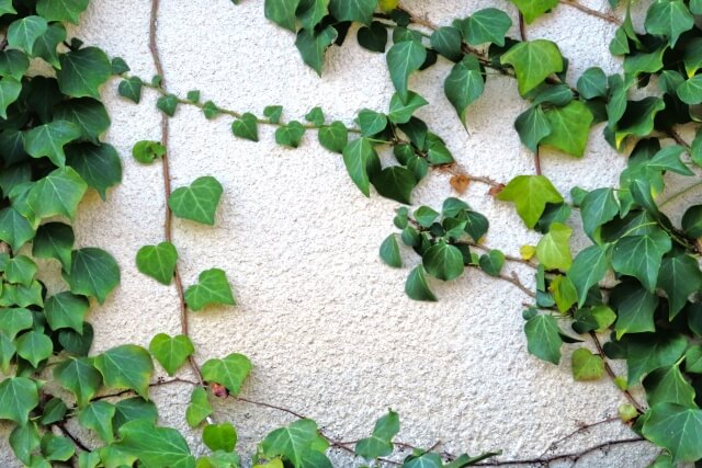 ツタやツルの繁殖力に悩む人へ!つる雑草の駆除方法や種類を紹介