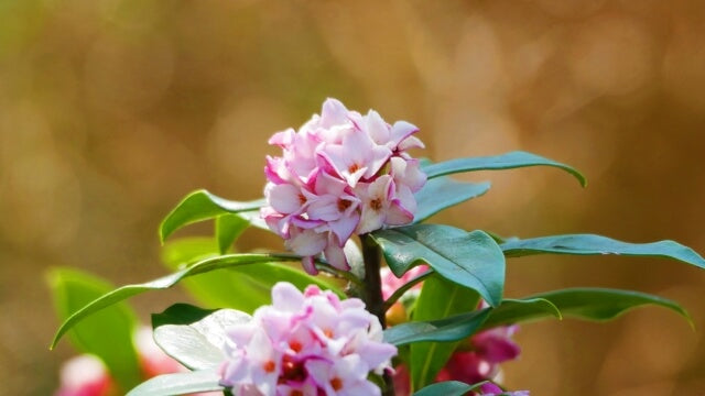 沈丁花の葉が落ちるのはどうして?原因から復活方法までご紹介!
