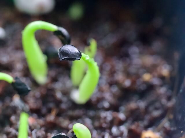 アガベ実生のやり方とは?初心者でも失敗しない種まきの方法を紹介