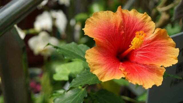 ハイビスカスの花が咲かない原因とは?原因別の対処法を紹介!