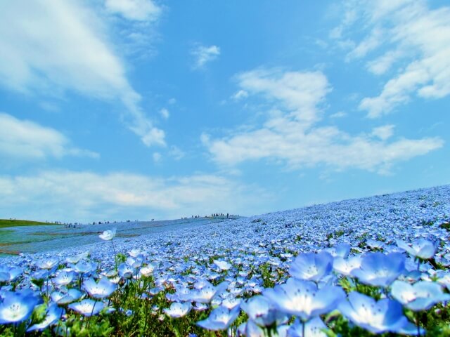 ネモフィラで有名な海浜公園はいついけばいいの?楽しみ方もご紹介!