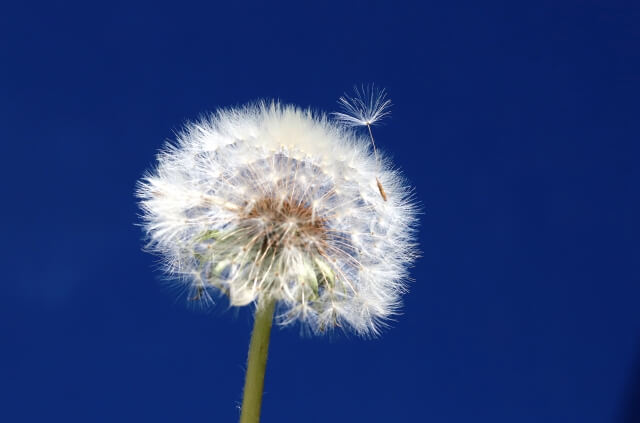 たんぽぽの綿毛を徹底解説!特徴や仕組み、花言葉まで