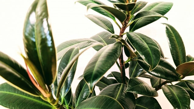 ゴムの木は猫にとって有害?食べたときの対処法から予防法まで