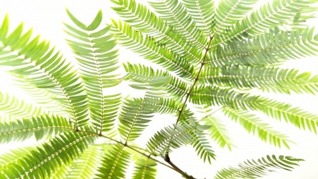 K！エバーフレッシュ　種　140粒　新鮮 観葉植物 エバーフレッシュ : plantlife - 通販 - Yahoo