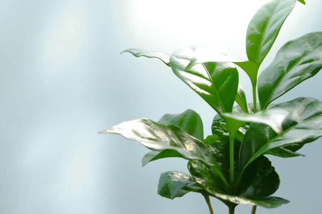 【応募者多く、再出品】コーヒーの木　実がなってます コーヒーの木 3号 ハイドロカルチャー 観葉植物 | 観葉植物のギフト