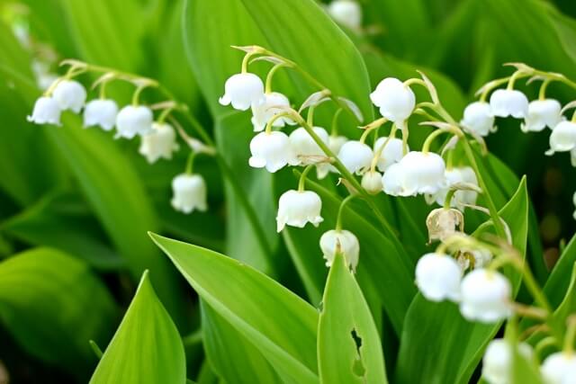 すずらんの花が終わったらやるべきお手入れを紹介!