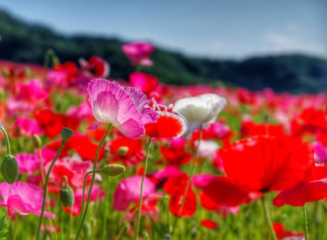 ポピーとひなげしに違いはあるの?特徴や花言葉などを解説!