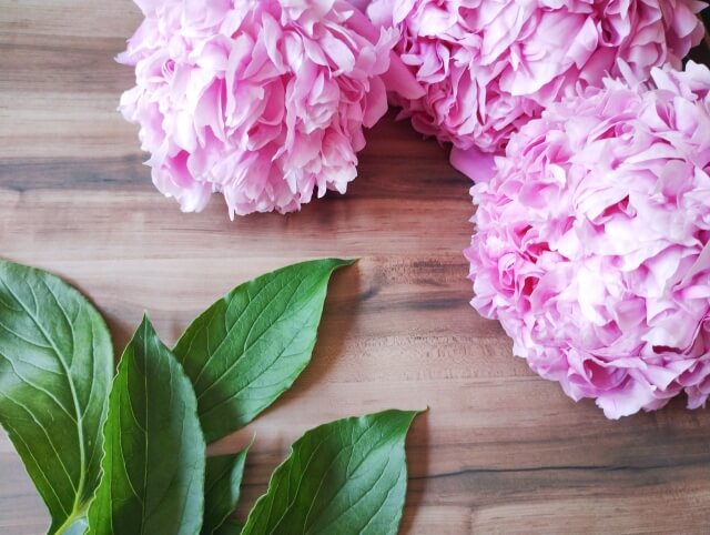 シャクヤク(芍薬)の花が咲かないのはなぜ?育て方別の原因を紹介!