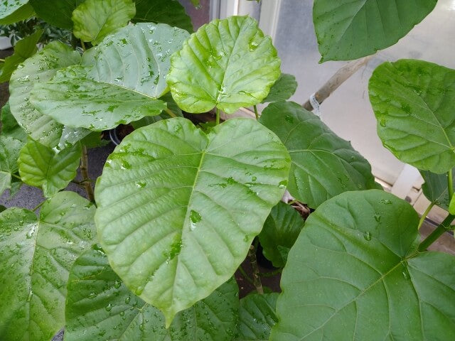 ウンベラータが葉焼けする原因とは?復活方法や適切な管理方法を解説