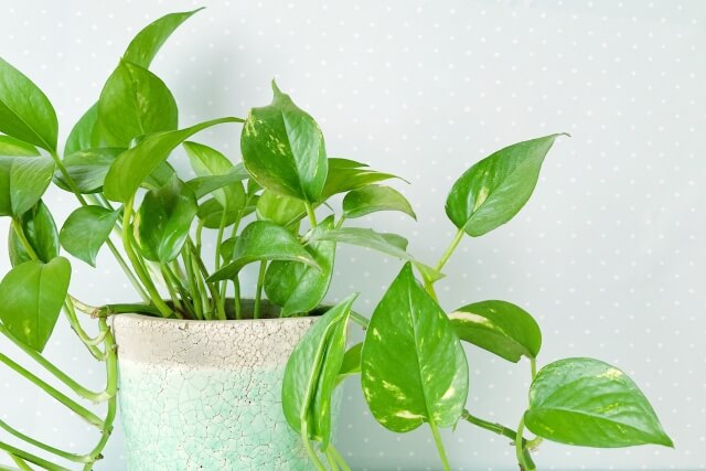 ポトスの正しい剪定方法!切る場所や適した時期を知れば初心者も簡単