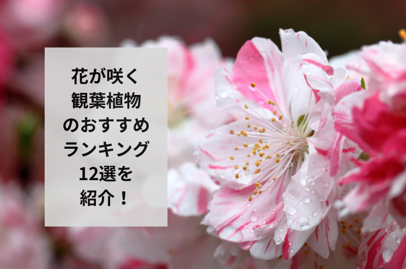 観葉植物 花