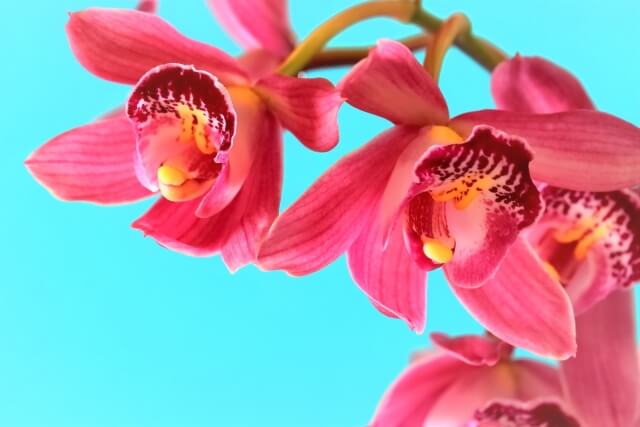 シンビジウムの花が咲かない原因とは?対処法や栽培の注意点を紹介