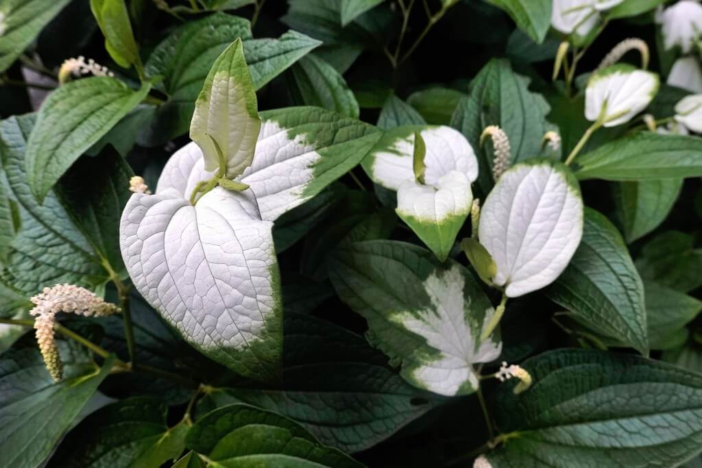 ハンゲショウの花言葉とは?花言葉の由来から贈られるシーンまで紹介!