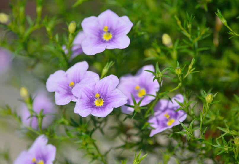 ニーレンベルギアの花言葉とは?花言葉の由来から贈られるシーンまで紹介!