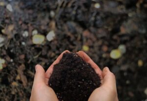 ダイソーの土で多肉植物は育つの?特徴から各店の違いまで