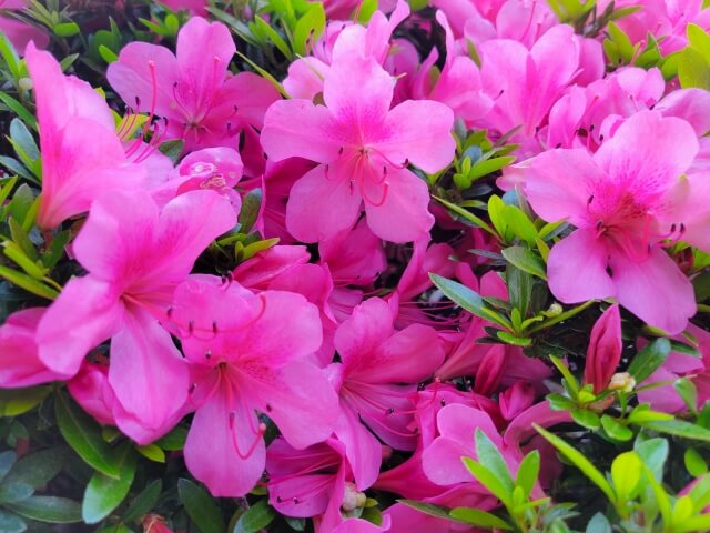 ツツジの挿し木を徹底解説!正しい時期や鉢上げのやり方まで