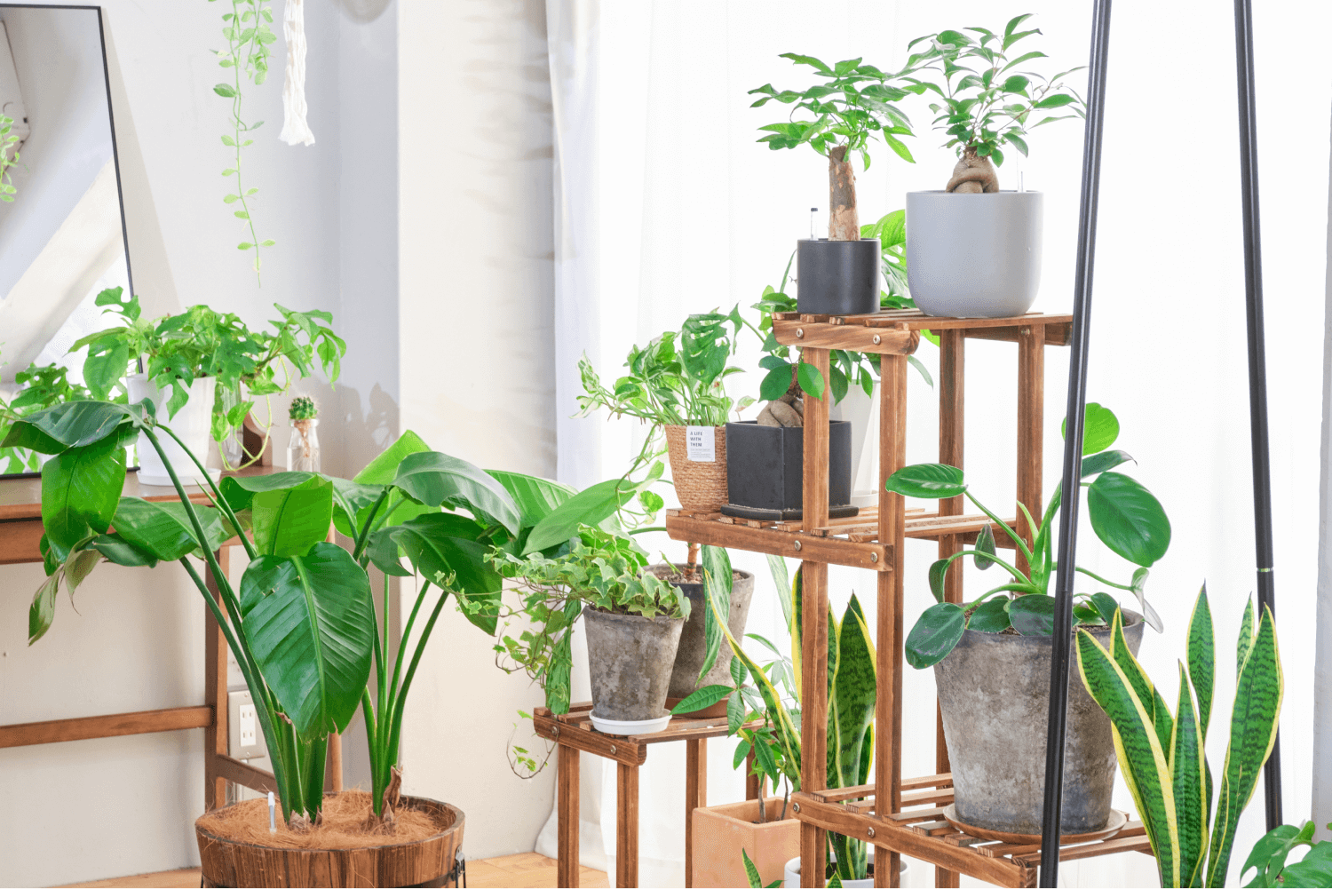 DIYで観葉植物を自由自在に吊るす！方法やおすすめの使い方を徹底解説 – 東京寿園