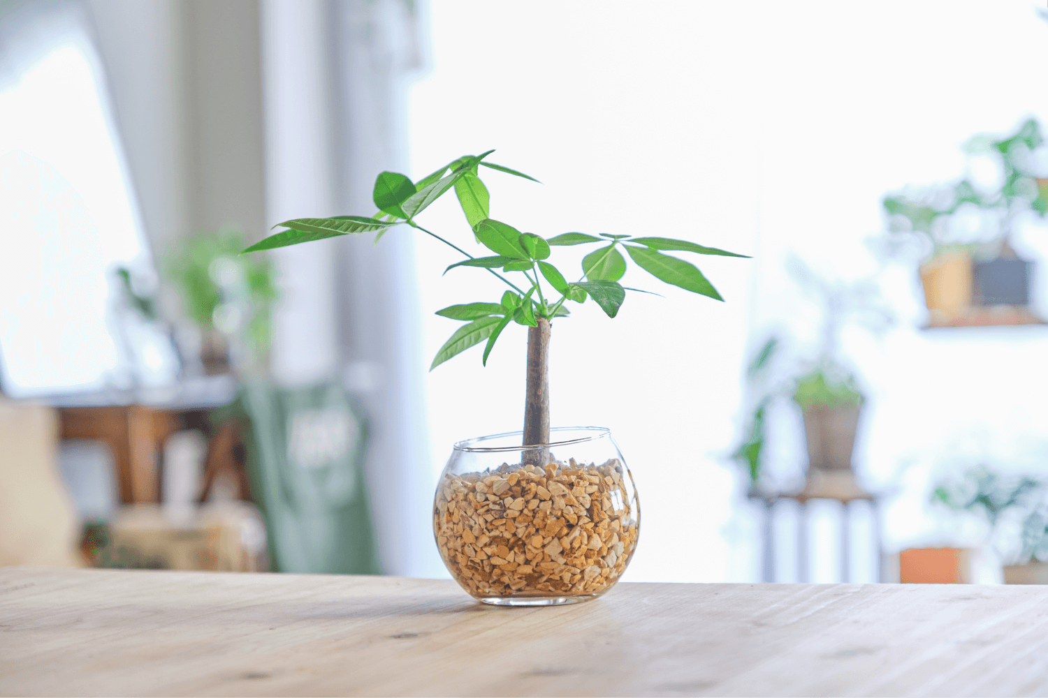 苔玉パキラの育て方!日常のケアからもしもの対処法まで一挙紹介