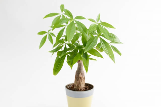 大きめパキラ 二又 変わった樹形