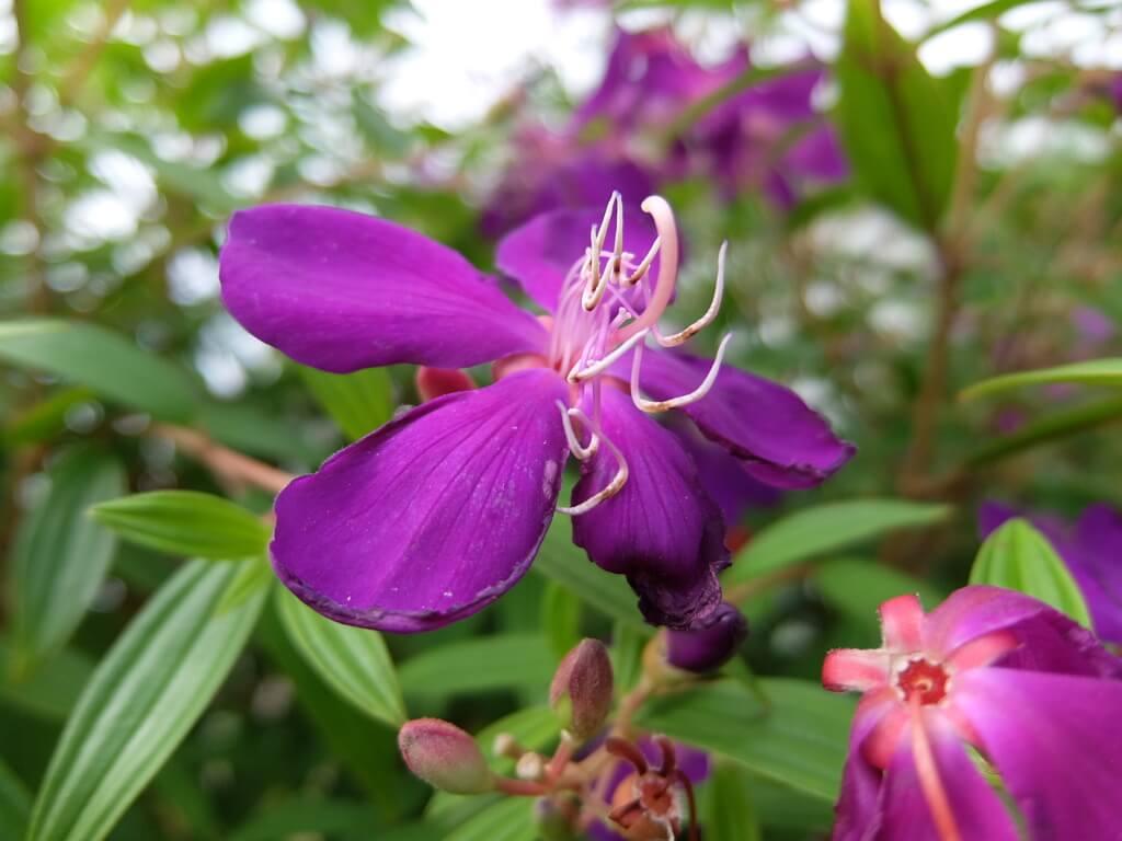 ノボタンの花言葉とは?花言葉の由来から贈られるシーンまで紹介!