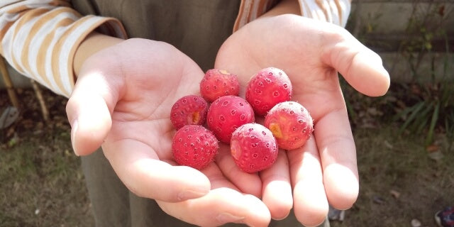 ヤマボウシの実は食べることができる?特徴から美味しい食べ方まで