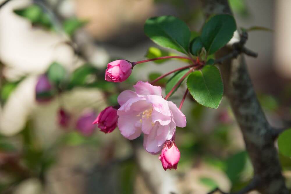 ハナカイドウの花言葉とは?花言葉の由来から贈られるシーンまで紹介!