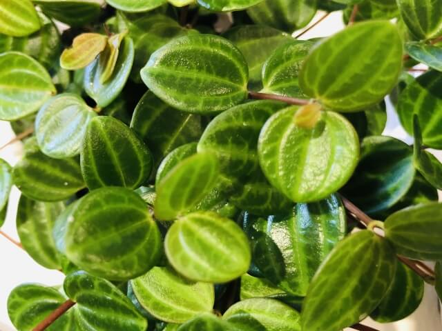 ペペロミアは風水的にどんな効果がある?置き場所や方角まで徹底解説